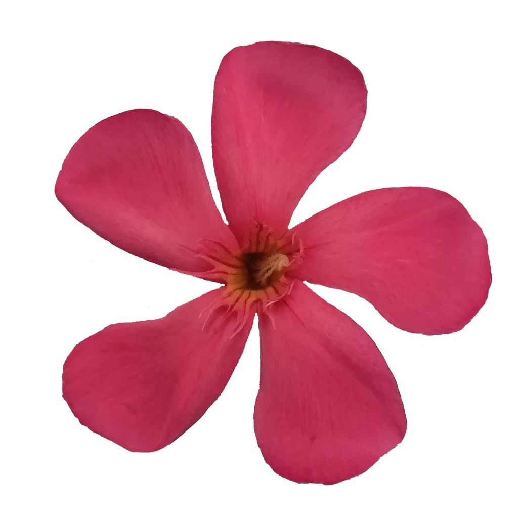 Oleandro Papa Gambetta