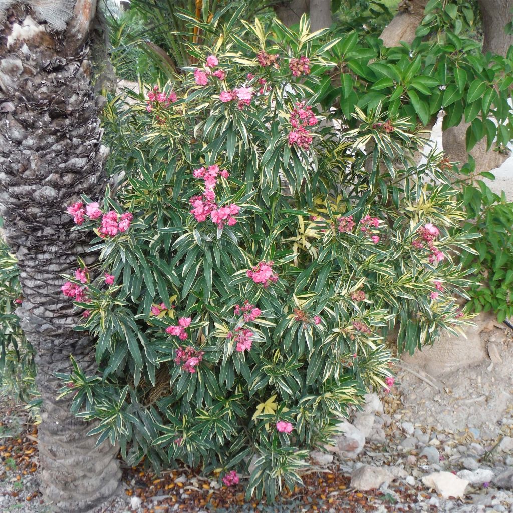 Oleandro Variegata