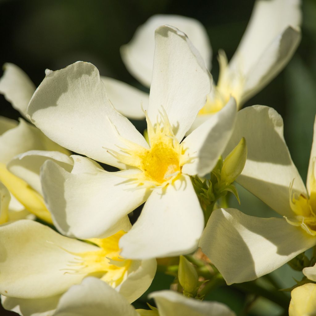 Oleandro Isle of Capri - Nerium oleander