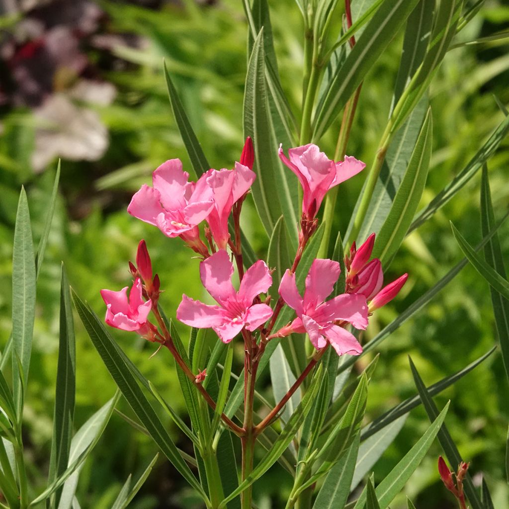 Oleandro Maurin des Maures - Nerium oleander