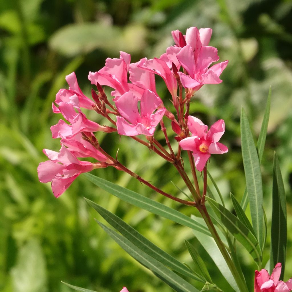 Oleandro Maurin des Maures - Nerium oleander