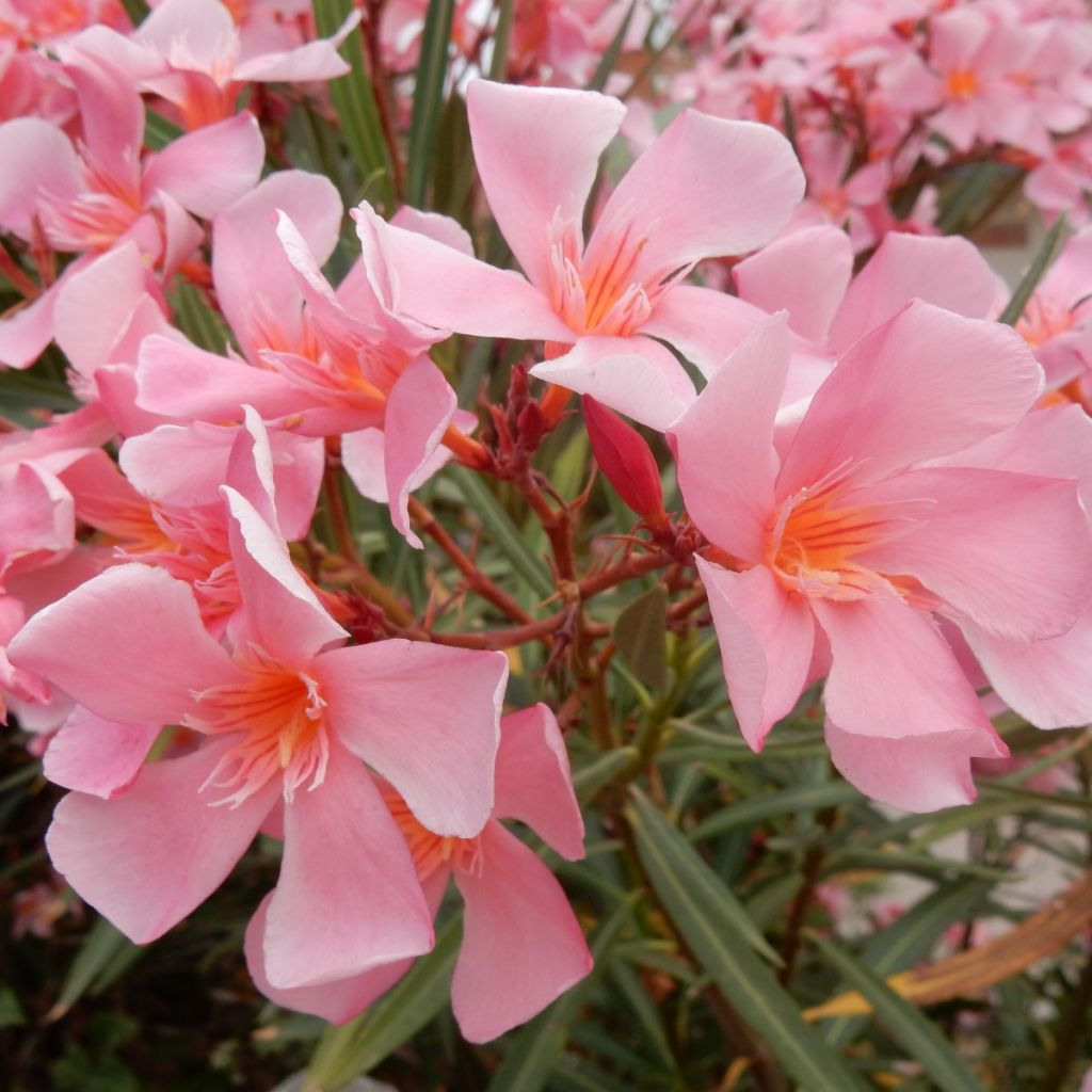 Oleandro Tito Poggi - Nerium oleander
