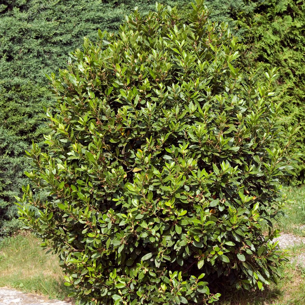 Loureiro De Jerusalem - Laurus nobilis