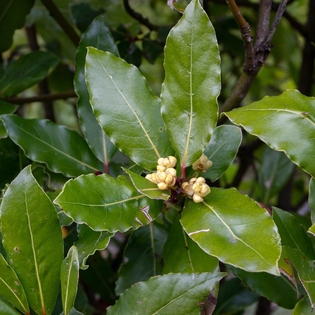 Loureiro De Jerusalem - Laurus nobilis