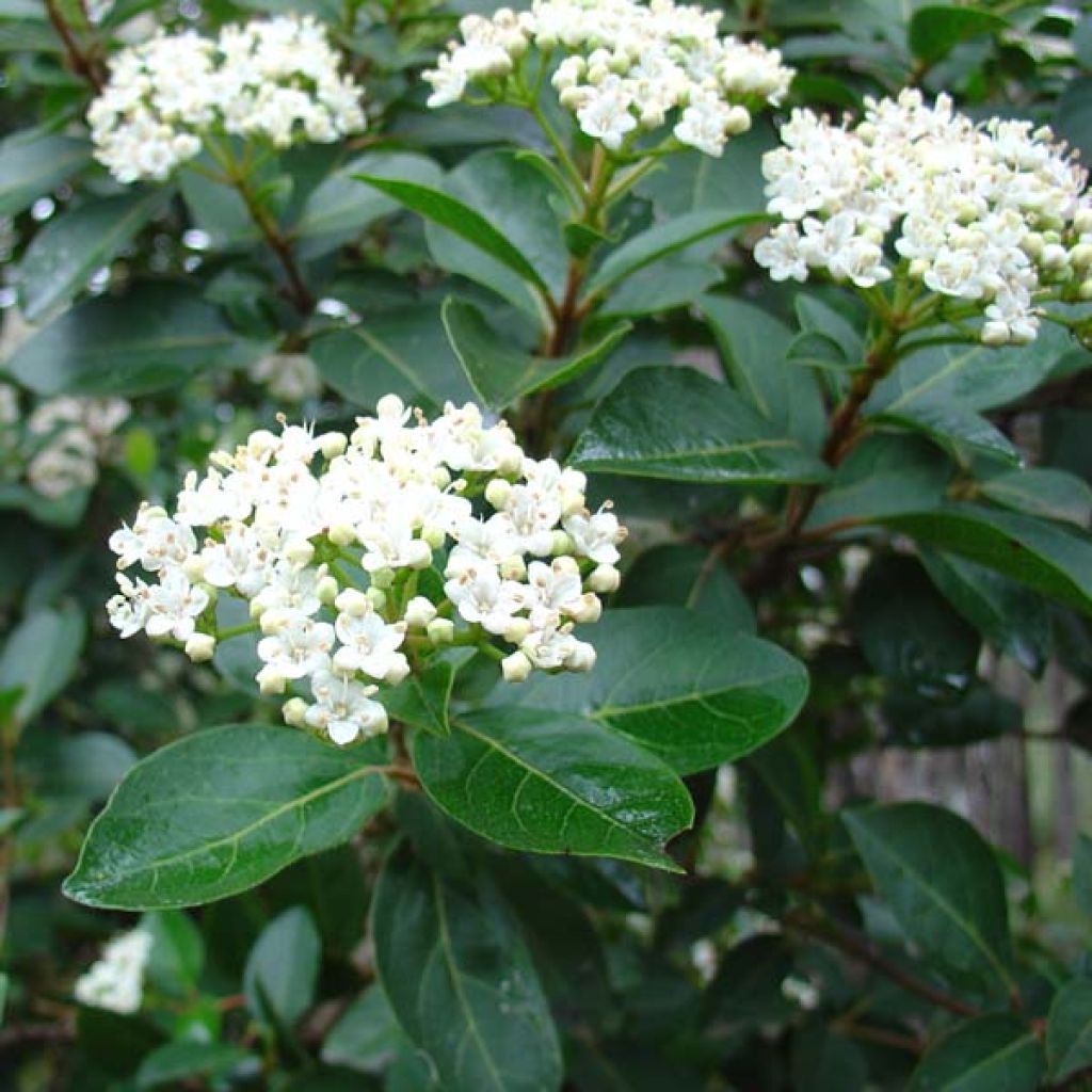 Viburnum tinus - Folhado