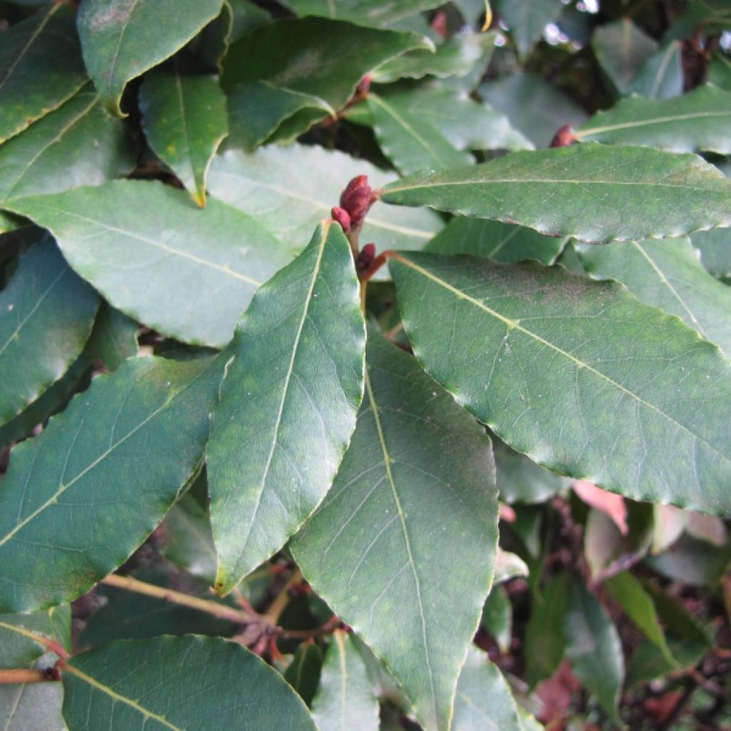 Loureiro - Laurus nobilis