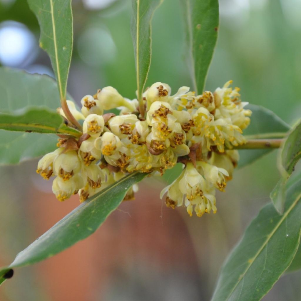 Loureiro - Laurus nobilis