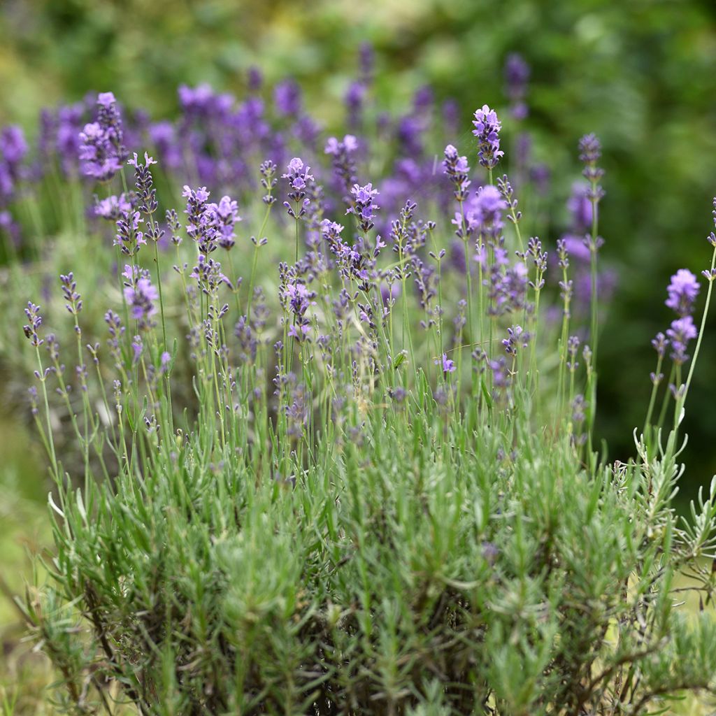 Alfazema verdadeira - Lavandula officinalis