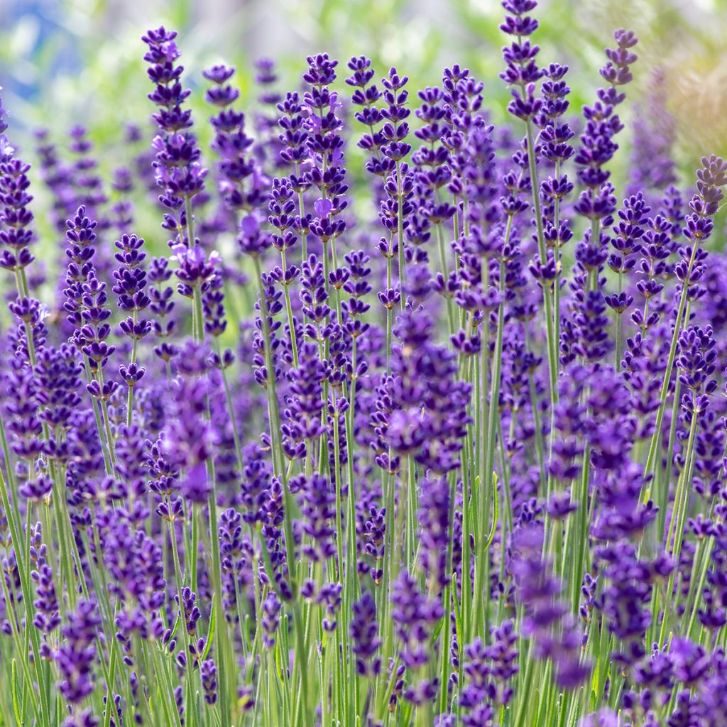 Alfazema - Lavandula vera - angustifolia