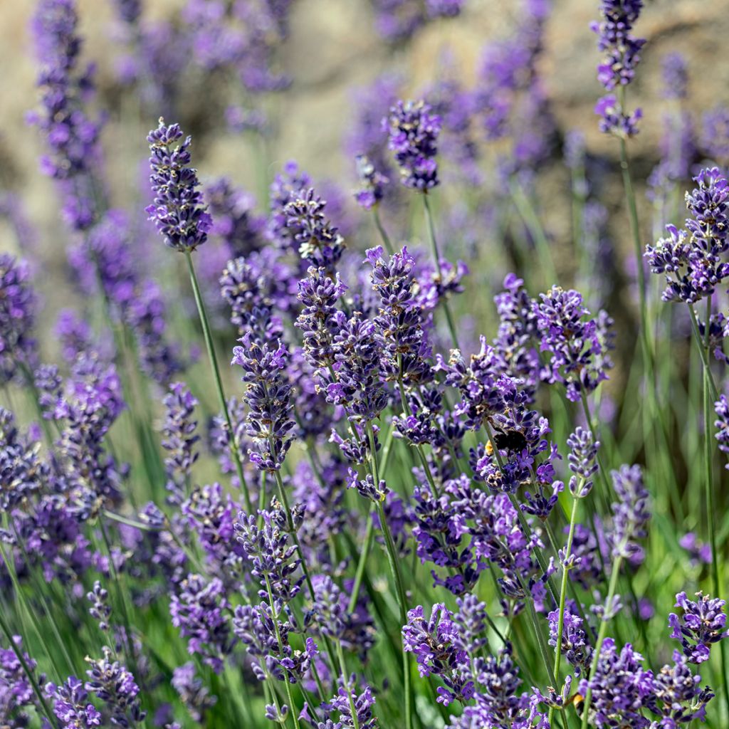 Alfazema Munstead - Lavandula angustifolia
