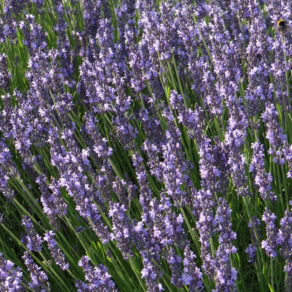 Alfazema Grosso - Lavandula intermedia