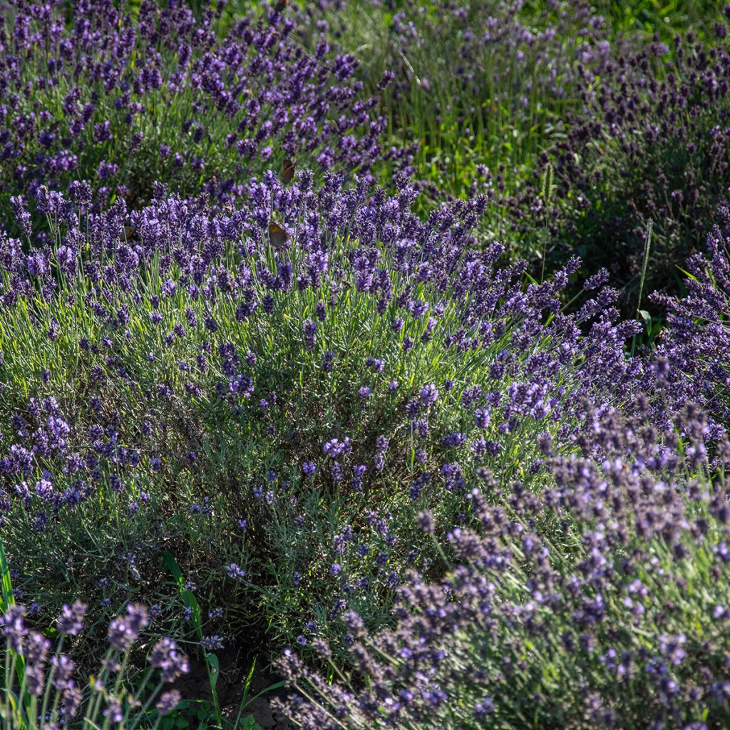 Alfazema Havana - Lavandula angustifolia