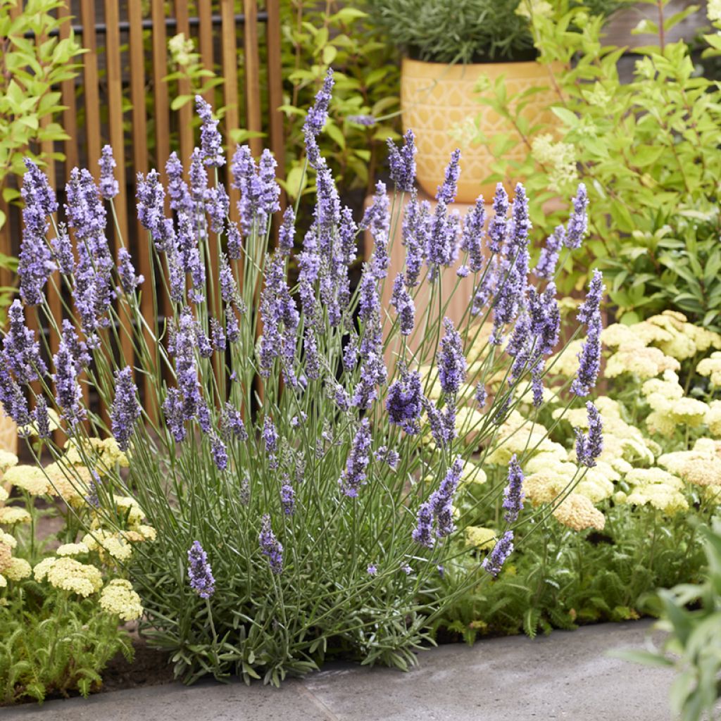 Alfazema Sensational - Lavandula intermedia