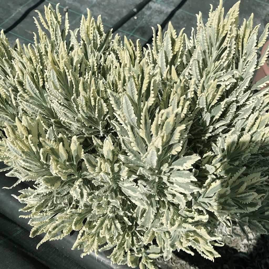 Alfazema-dentada Meerlo - Lavandula latifolia x dentata