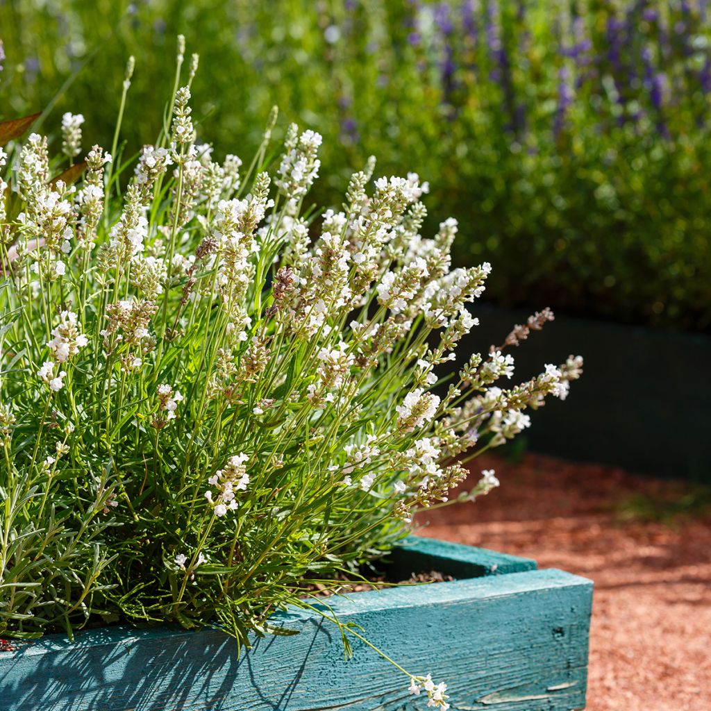 Alfazema Hidcote White - Lavandula angustifolia