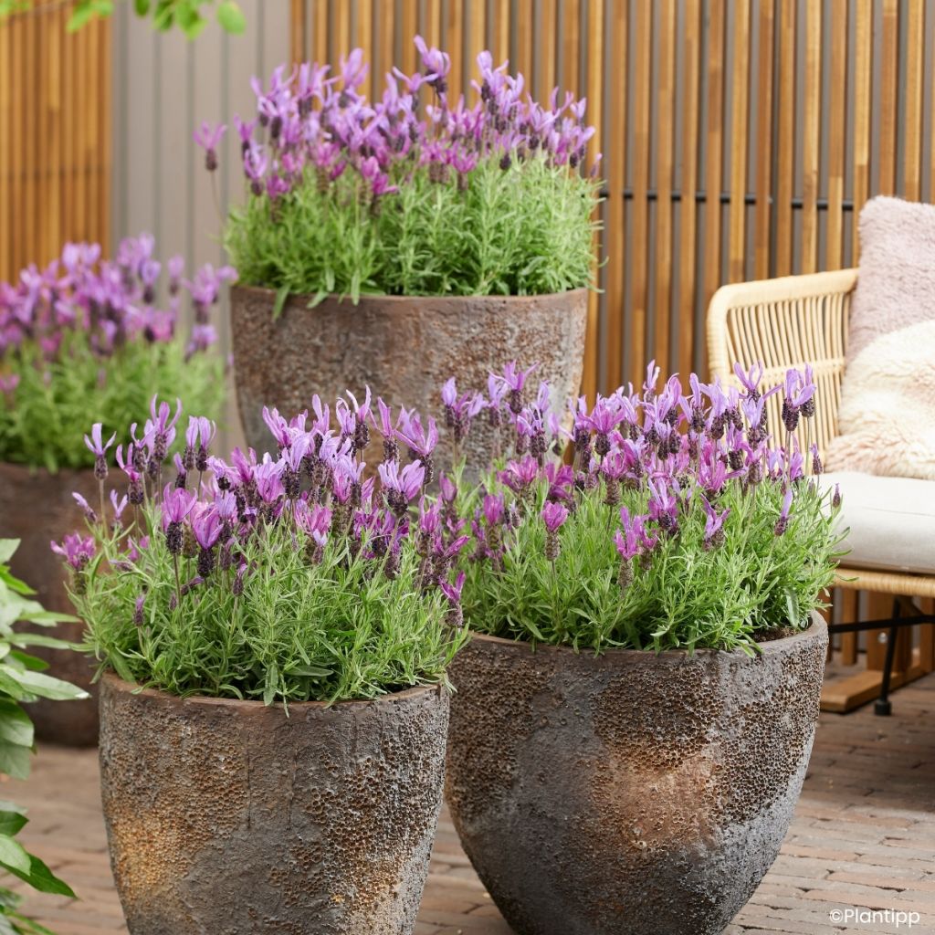 Rosmaninho Bella Toscane - Lavandula stoechas