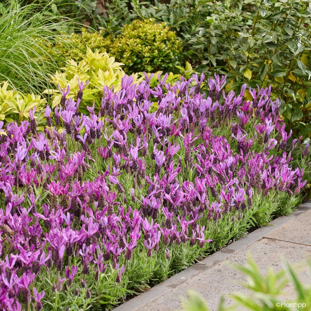 Rosmaninho Bella Toscane - Lavandula stoechas
