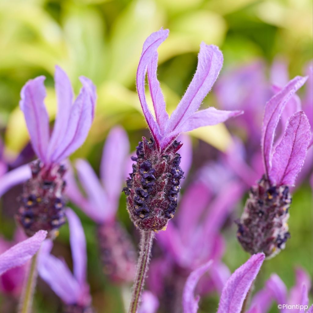 Rosmaninho Bella Toscane - Lavandula stoechas
