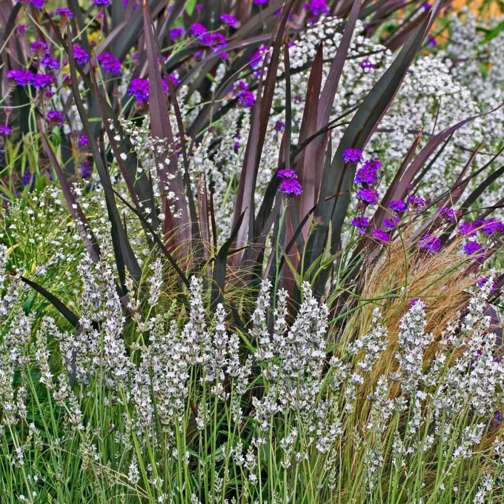 Alfazema Alba - Lavandula angustifolia