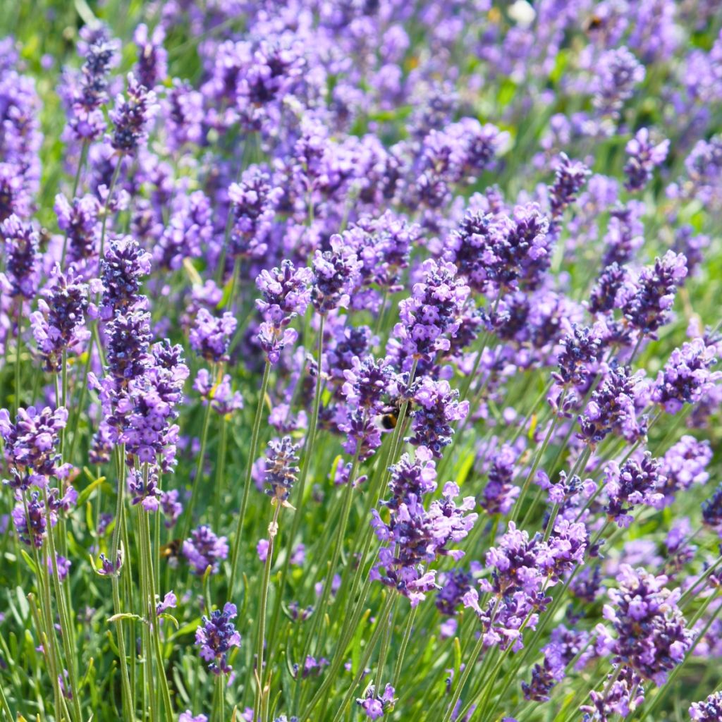 Alfazema Hidcote - Lavandula angustifolia