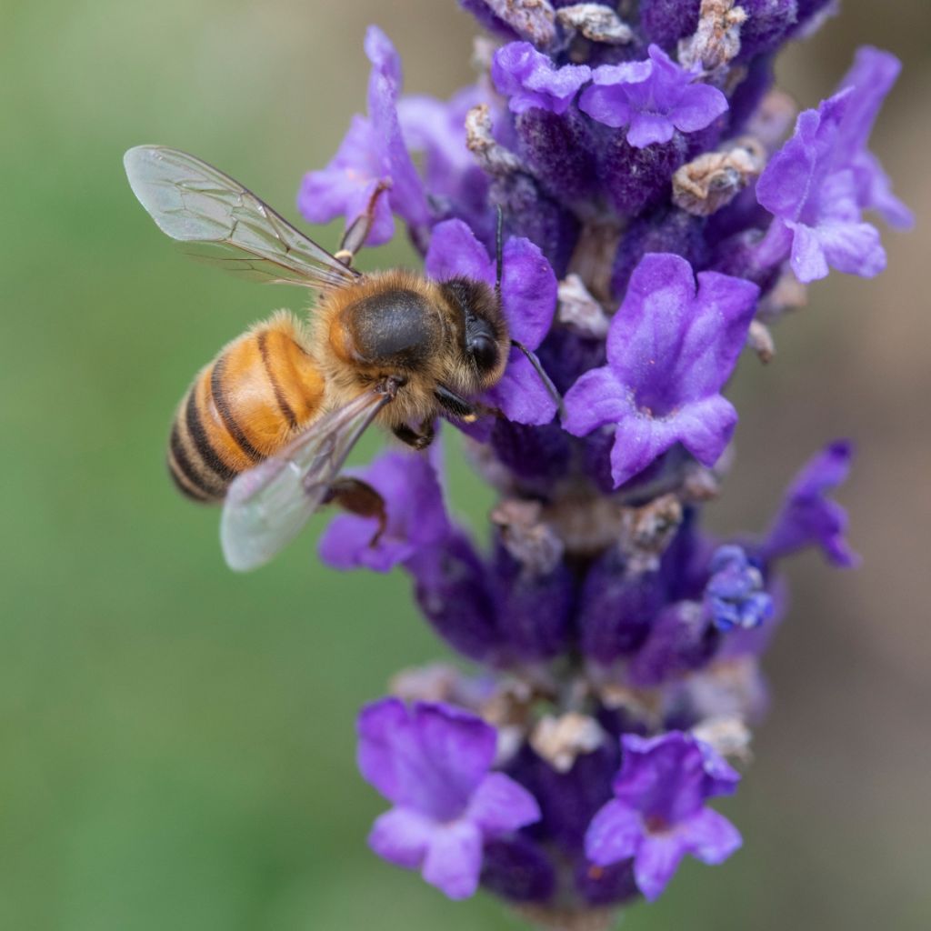 Alfazema Hidcote - Lavandula angustifolia