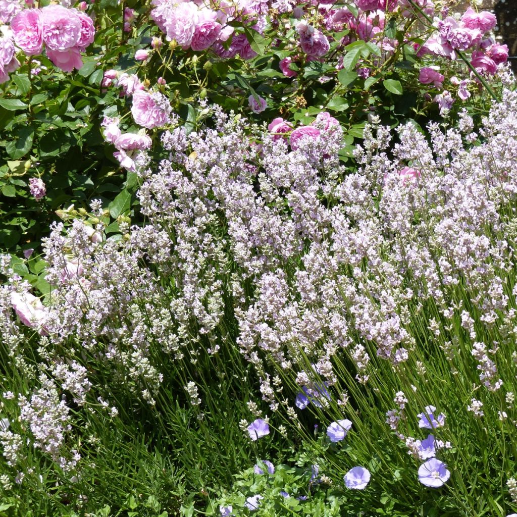 Alfazema Rosea - Lavandula angustifolia