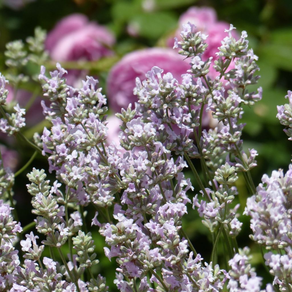Alfazema Rosea - Lavandula angustifolia