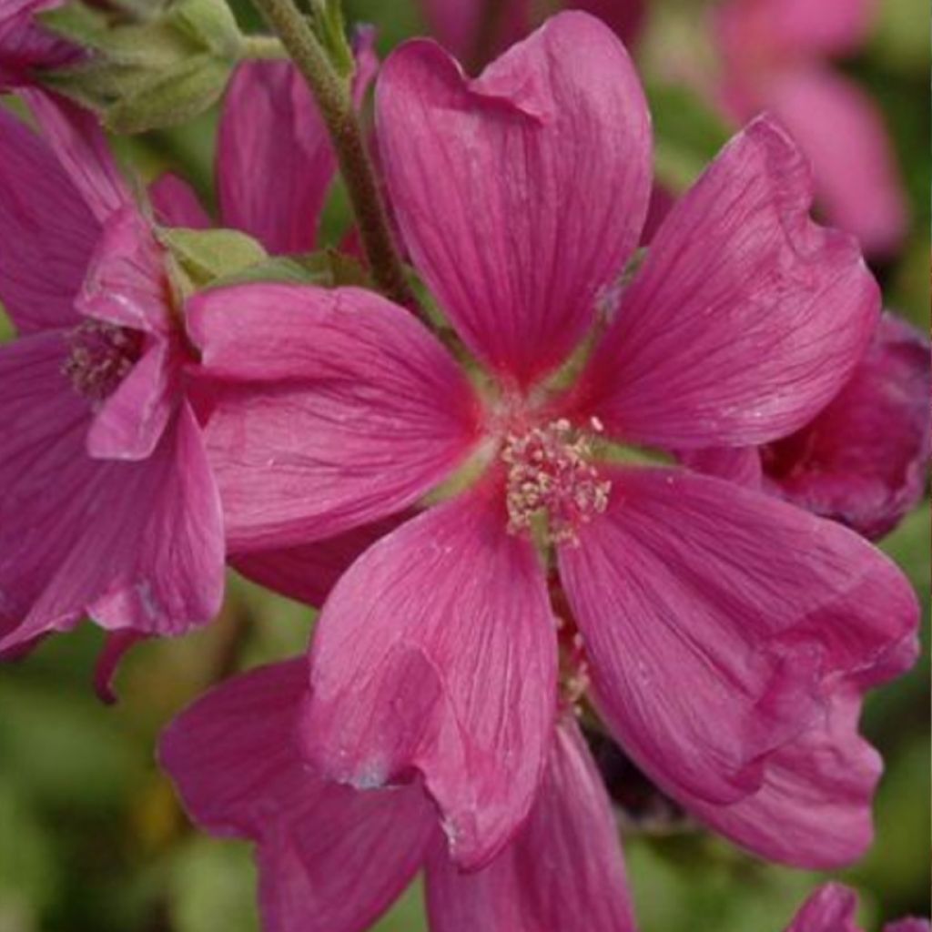 Lavatera clementii Chamallow