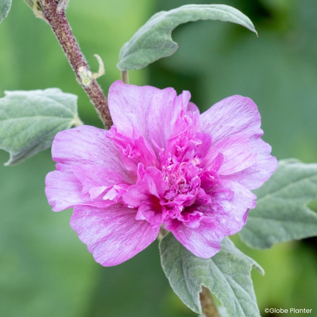Lavatera Princess Pink - Malva-arbustiva