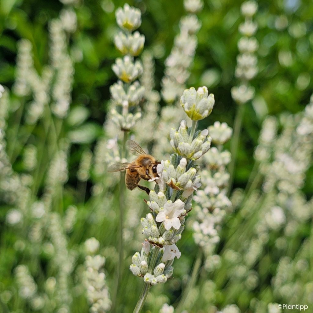 Alfazema intermedia Exceptional - Lavandula intermedia
