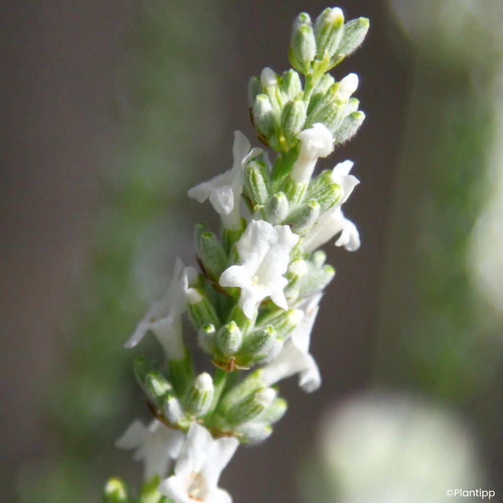 Alfazema intermedia Exceptional - Lavandula intermedia