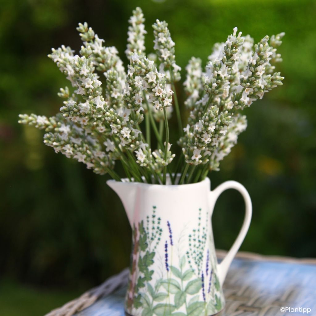 Alfazema intermedia Exceptional - Lavandula intermedia