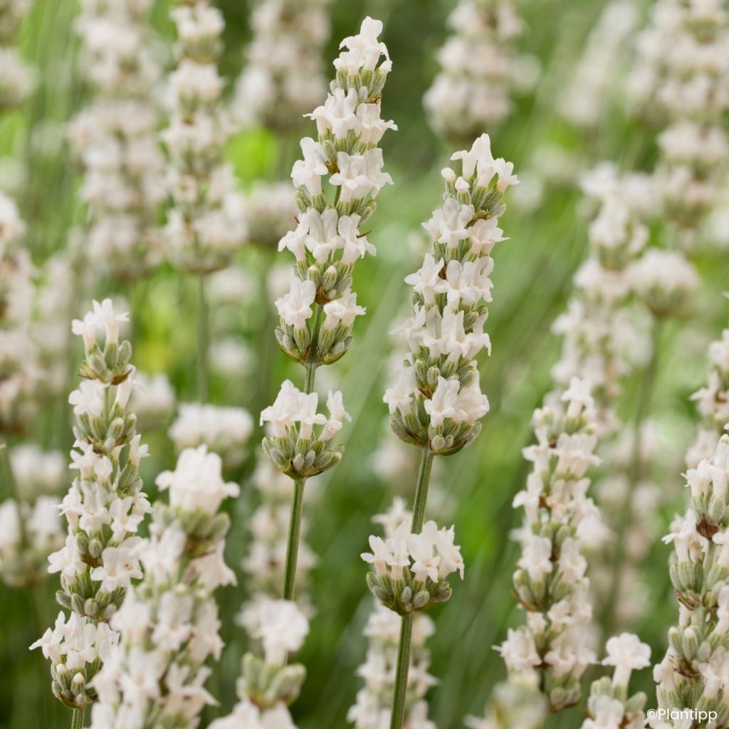 Alfazema intermedia Exceptional - Lavandula intermedia