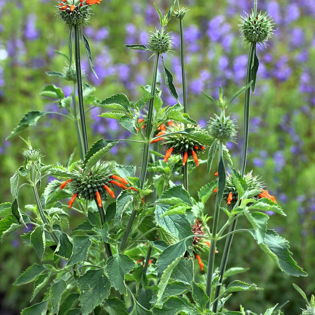 Leonotis nepetifolia em sementes - Rabo-de-leão