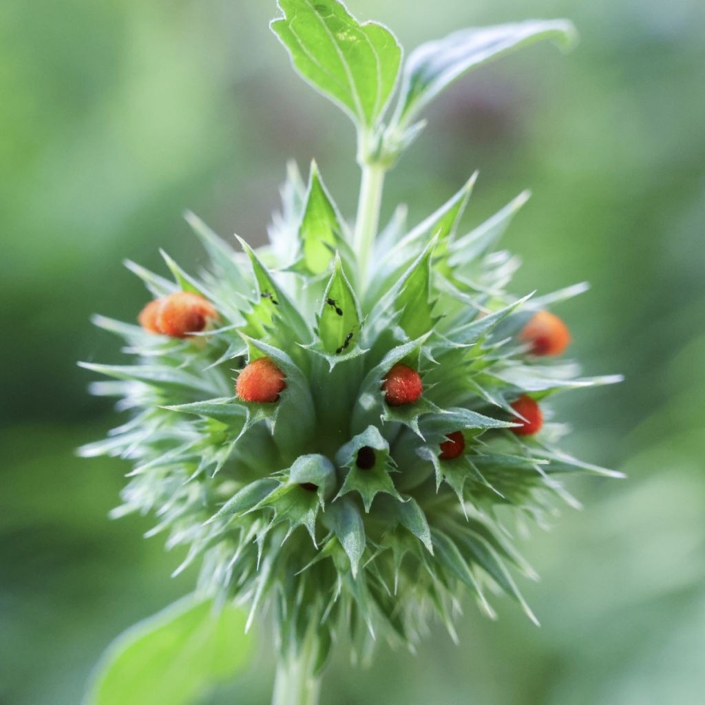 Leonotis nepetifolia em sementes - Rabo-de-leão