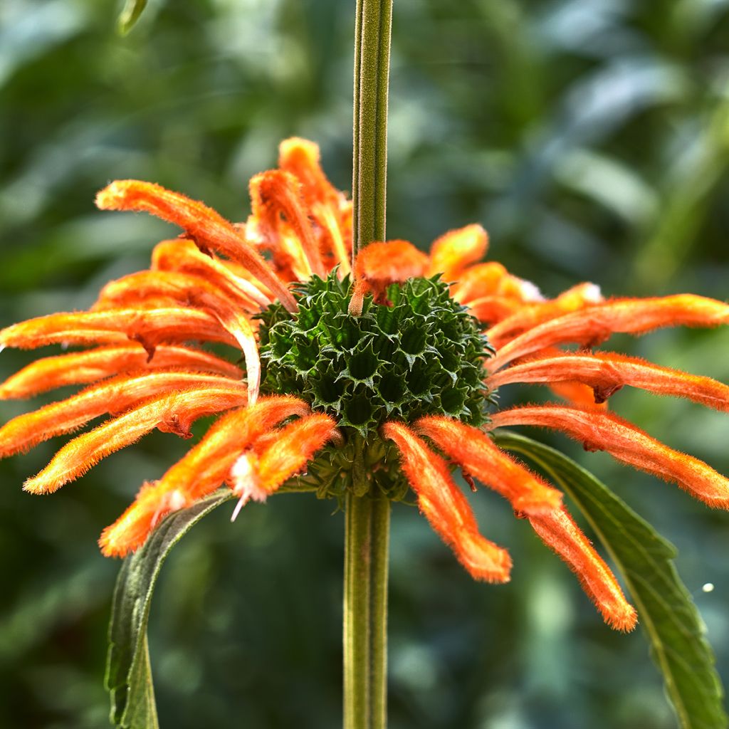 Leonotis nepetifolia em sementes - Rabo-de-leão