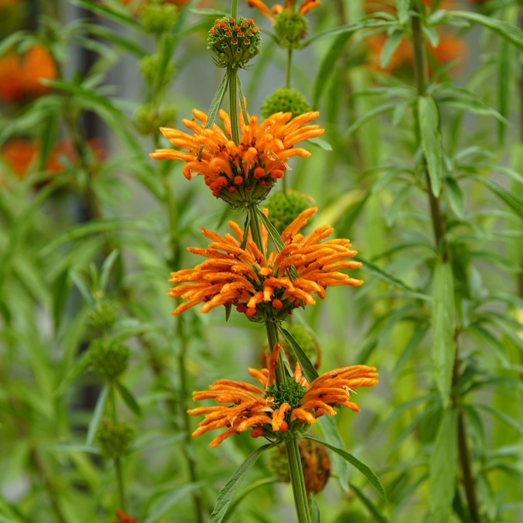 Leonotis nepetifolia em sementes - Rabo-de-leão