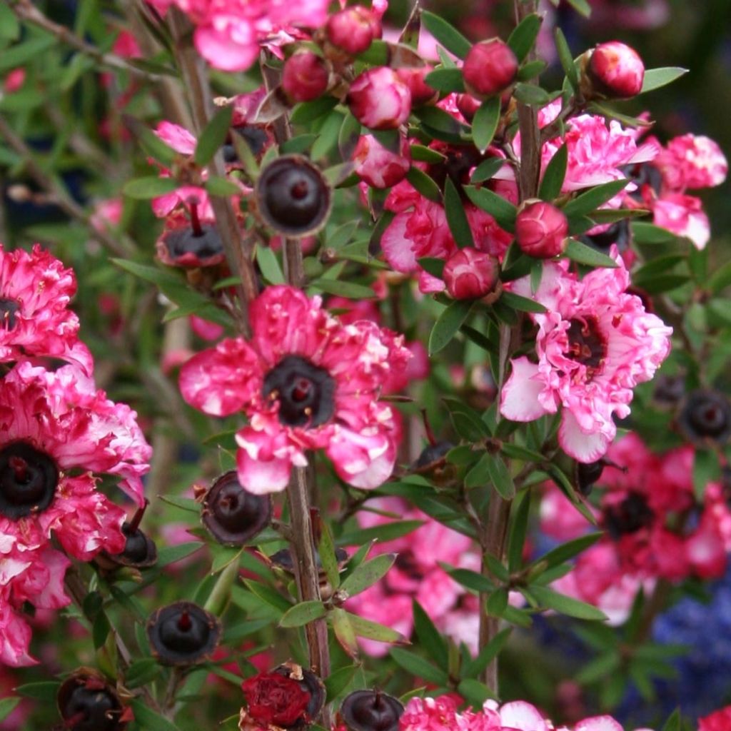 Leptospermum Coral candy - Arbre à thé