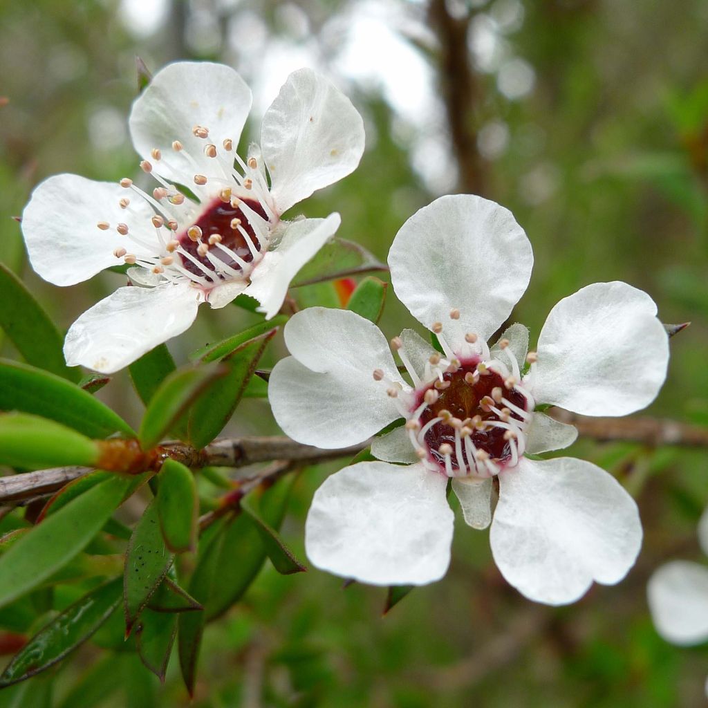 Leptospermum scoparium Branco
