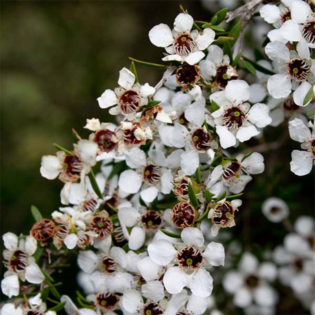 Leptospermum scoparium Branco