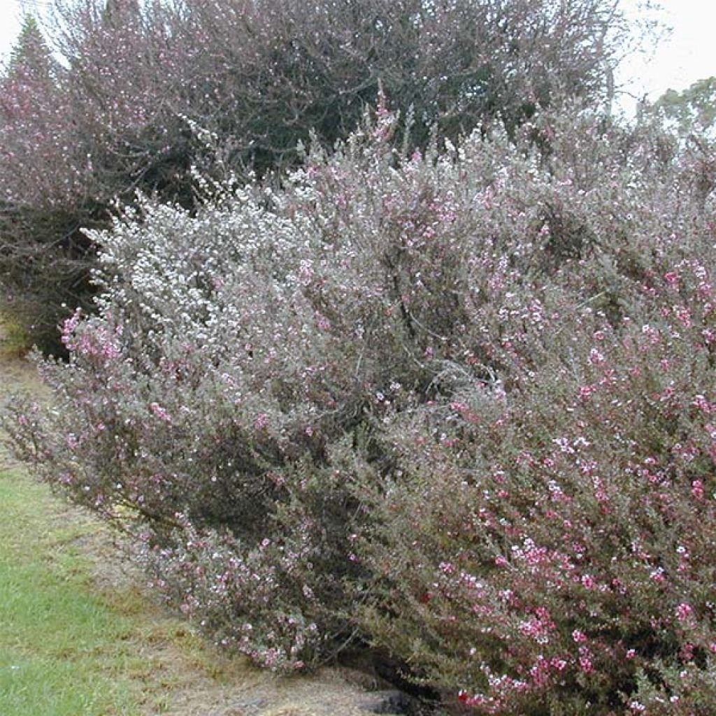 Leptospermum scoparium Branco