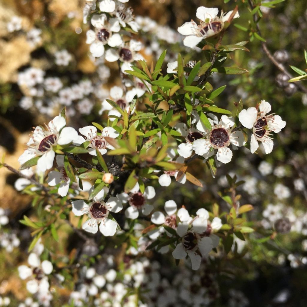 Leptospermum scoparium Branco