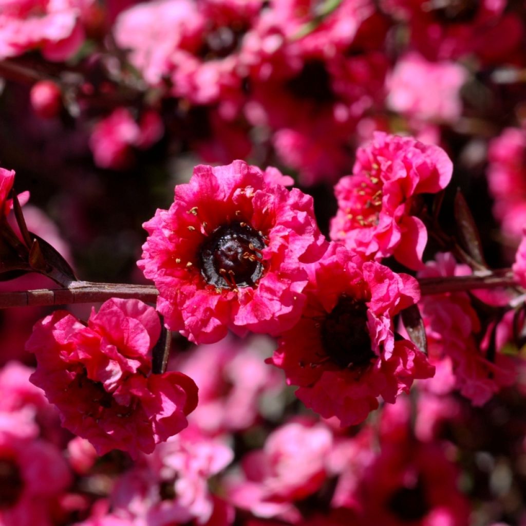Leptospermum scoparium Red Damask