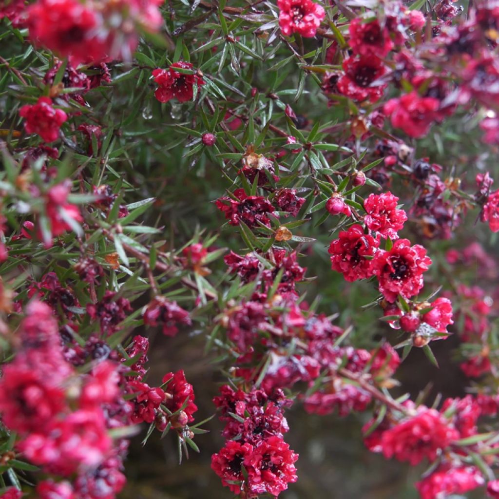 Leptospermum scoparium Red Damask