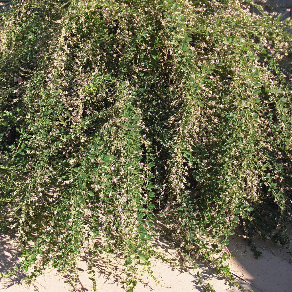 Lespedeza thunbergii Edo