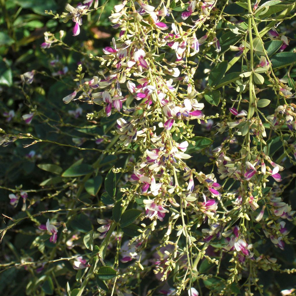 Lespedeza thunbergii Edo