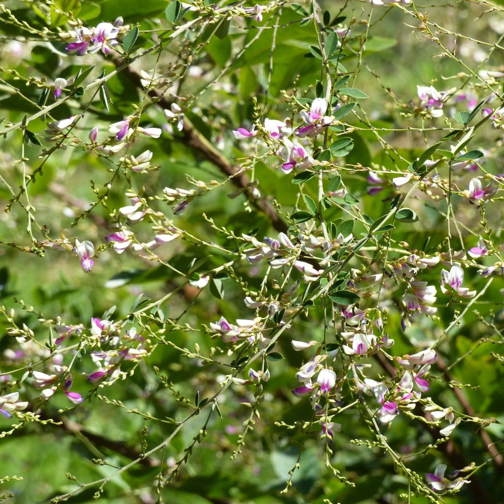 Lespedeza thunbergii Edo