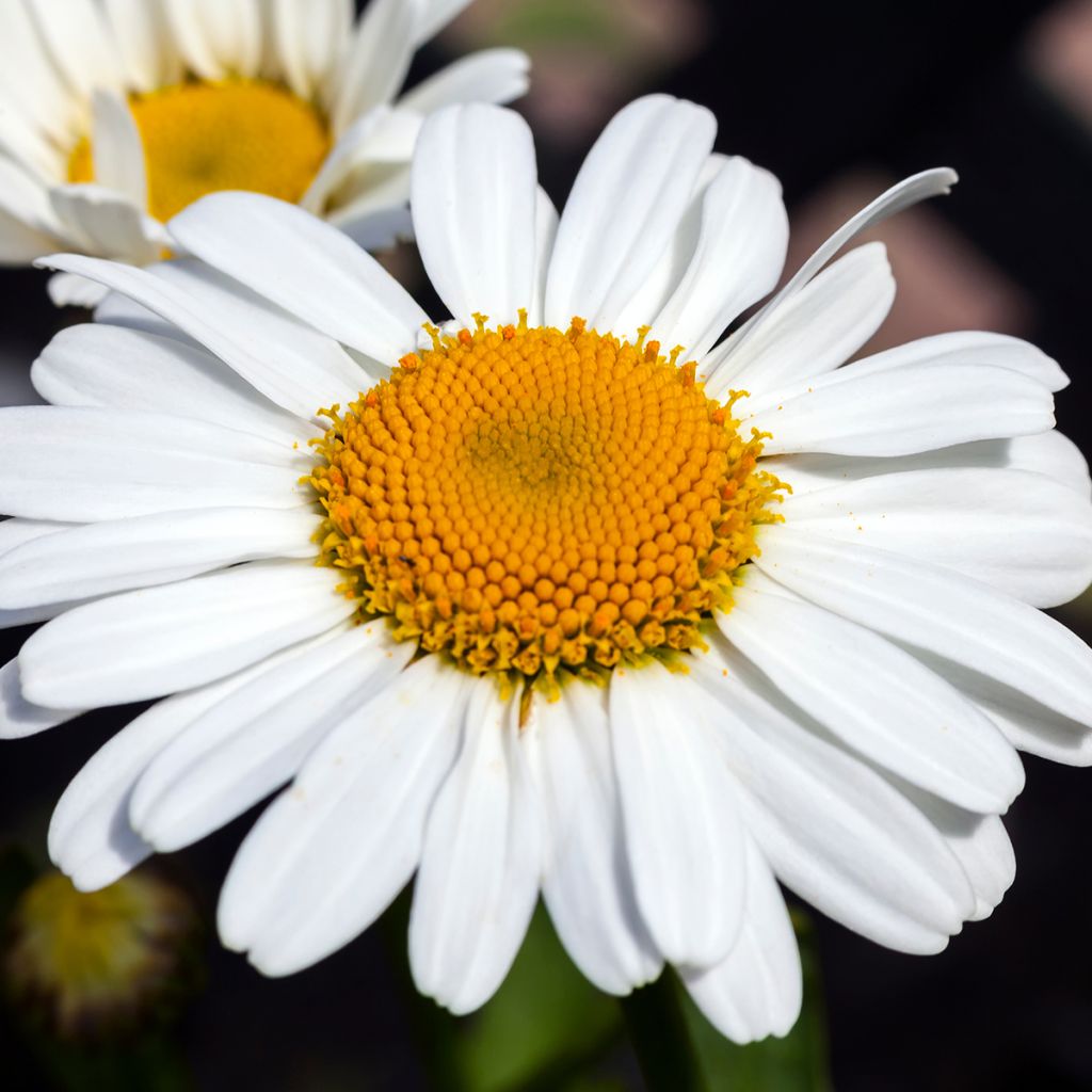 Leucanthemum Snow Lady