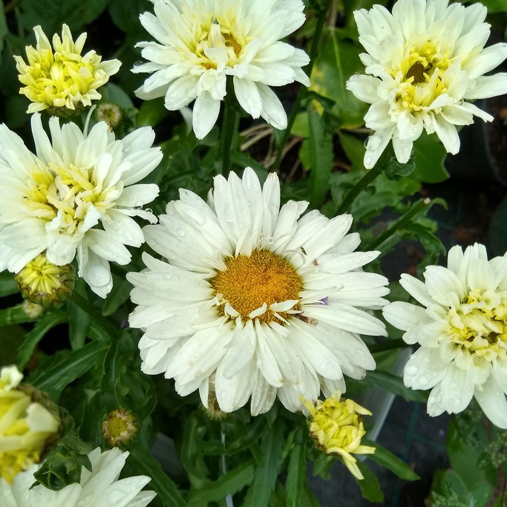 Leucanthemum Victorian Secret