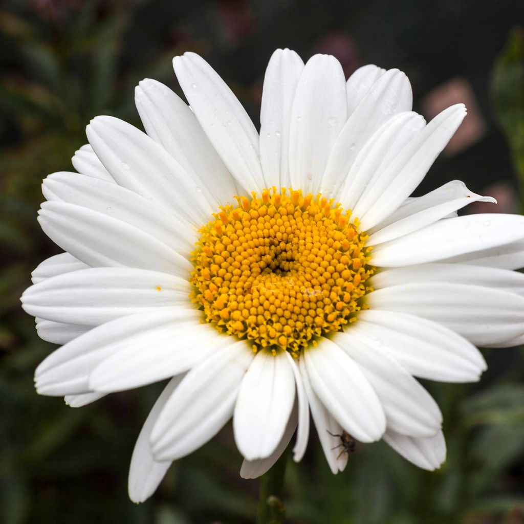 Leucanthemum Becky